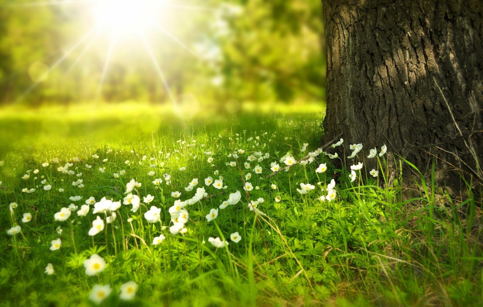 Frühlingsblumen